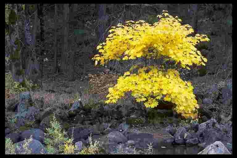 Yosemite tree